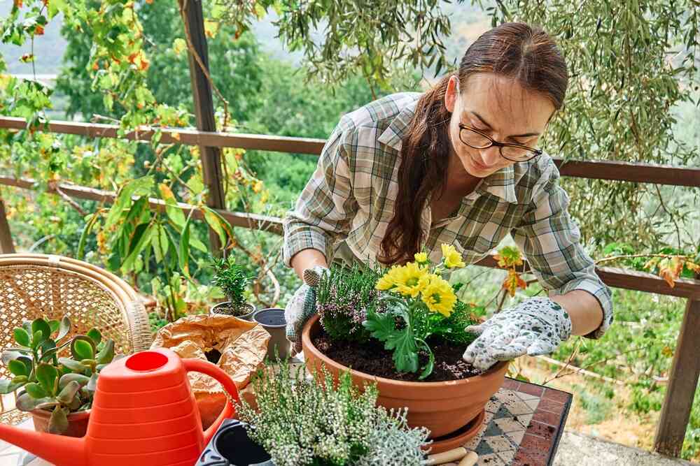 przesadzanie kwiatów balkonowych